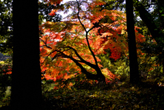 高鴨神社の紅葉