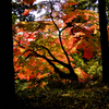 高鴨神社の紅葉