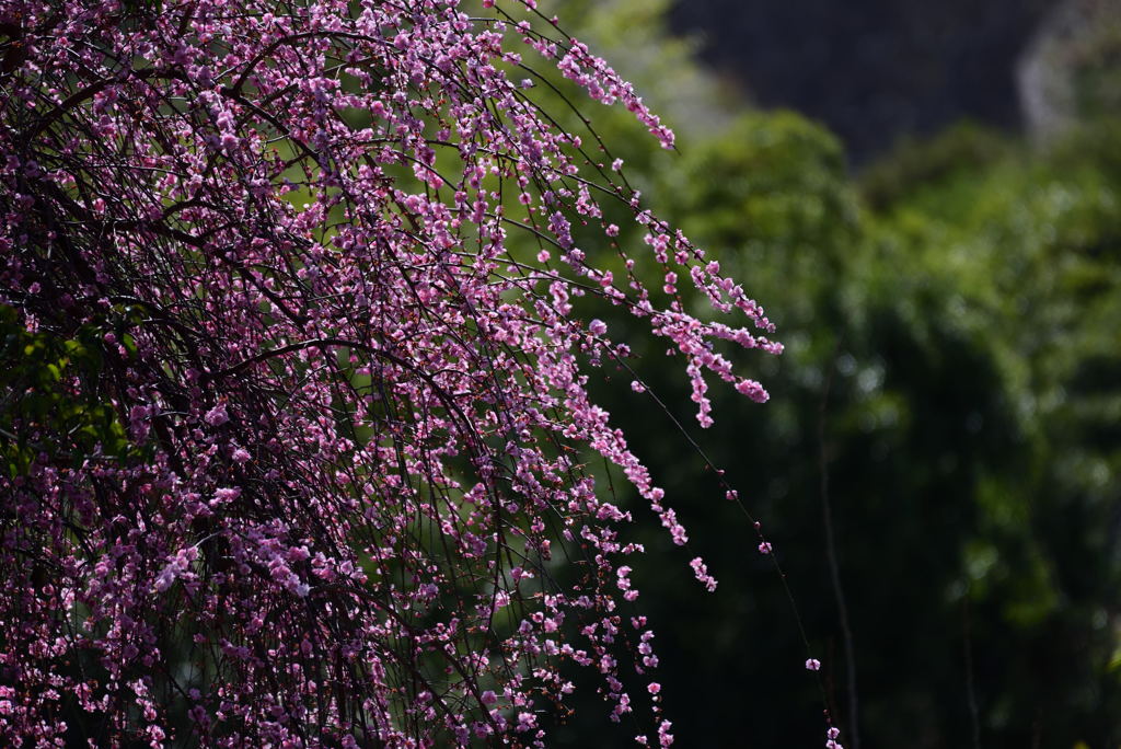 明日香の春