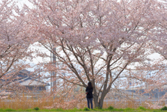 桜と娘