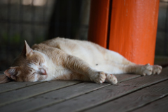眠り猫