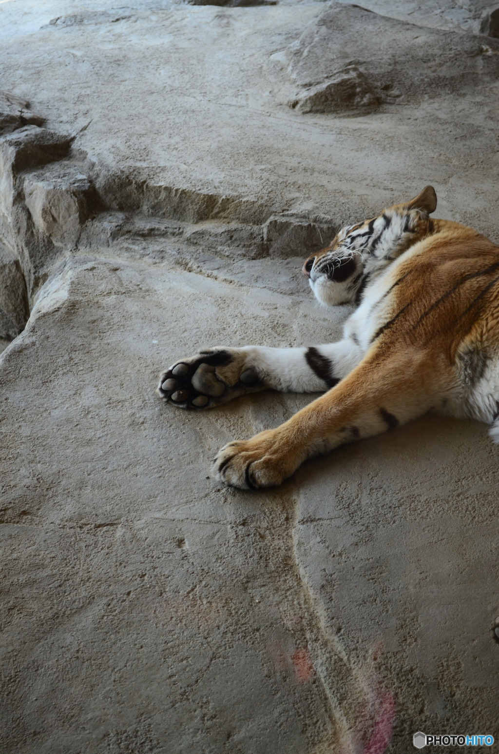 sleeping tiger