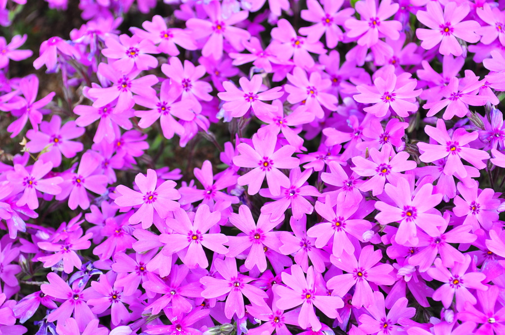 purple stars
