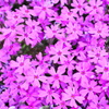 purple stars