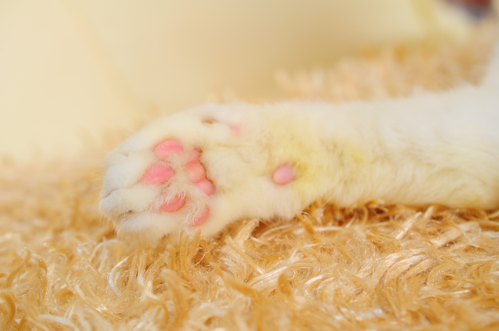 猫の手も借りたい。