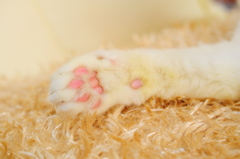猫の手も借りたい。