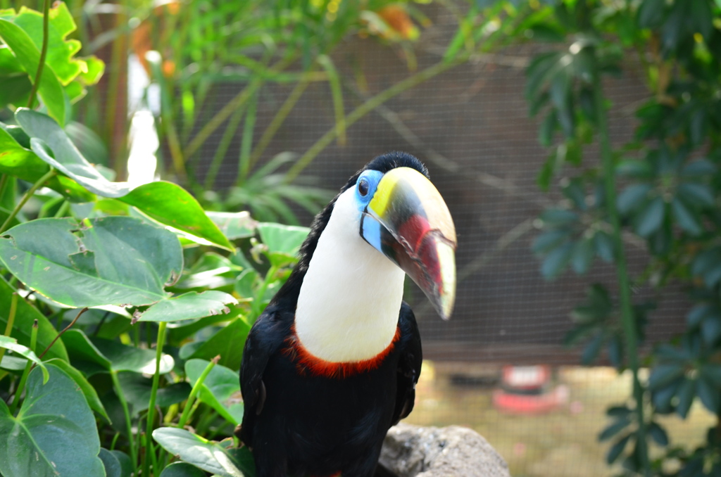 王将アイス&ソーダ感