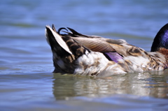 Ducktail