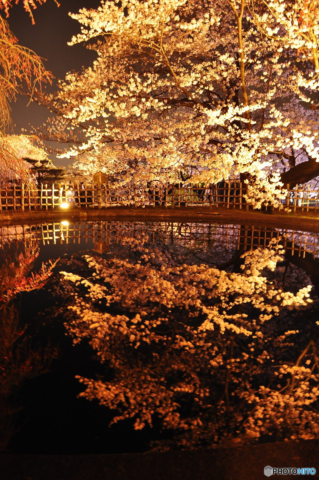 夜桜