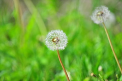 dandelion fluff