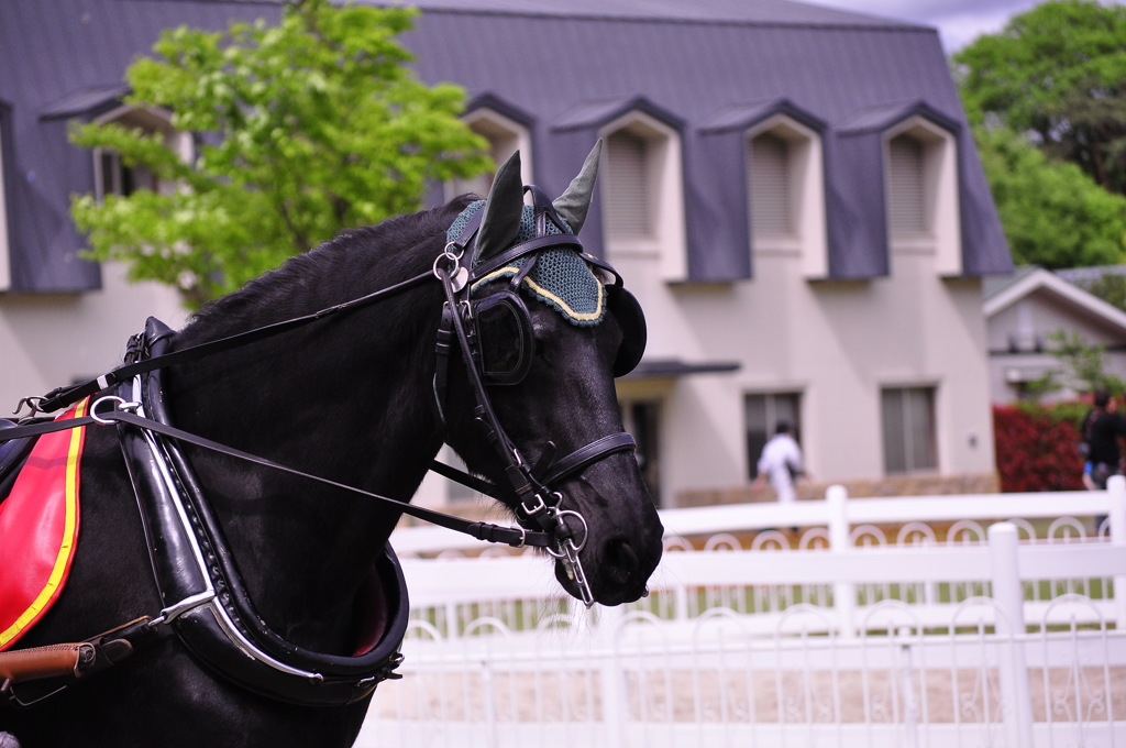 Black horse