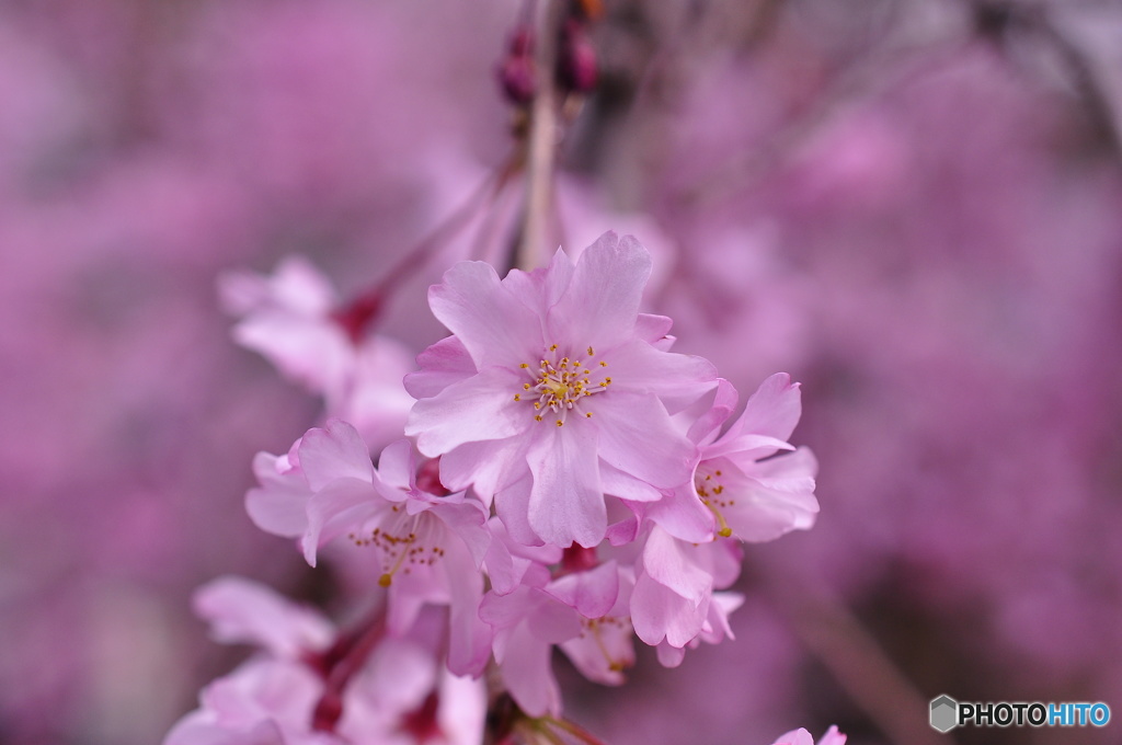 華は桜。