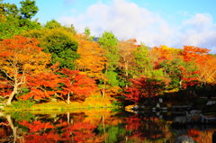 Red Forest