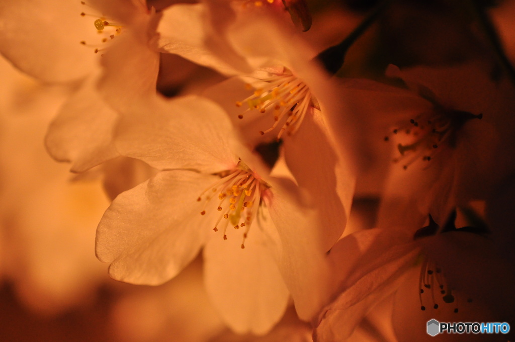 夜桜