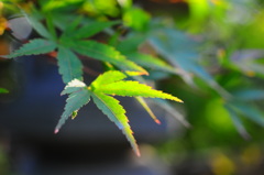 青紅葉