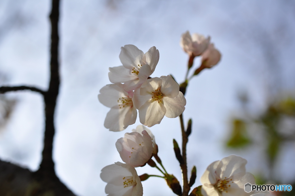 桜