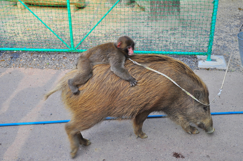 Monkey ride a boar