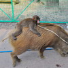 Monkey ride a boar