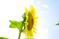 Sunshine,Sun Flower