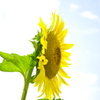 Sunshine,Sun Flower