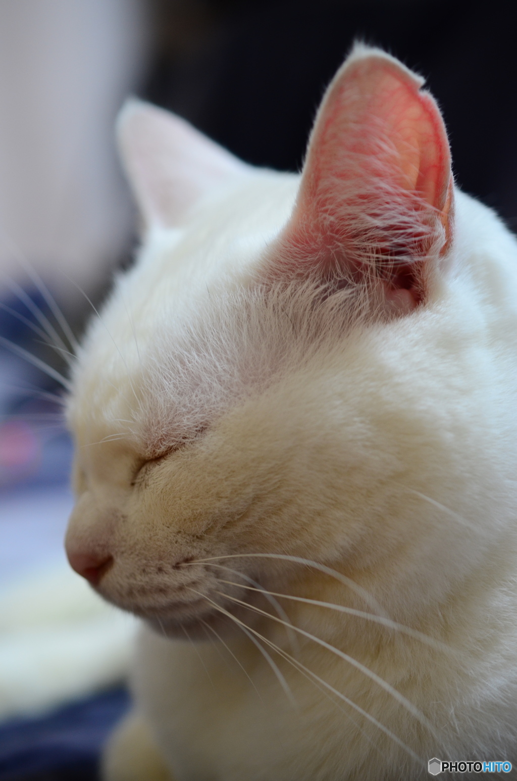 sleeping cat