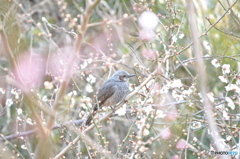 梅と鳥