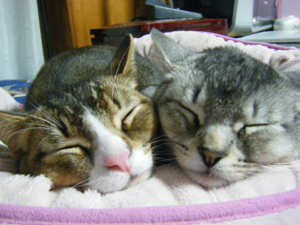 sleeping cats