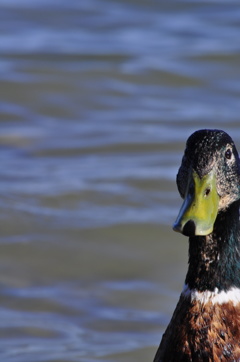 duck or dog 