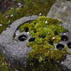 Nestled
