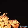 漆黒と桜