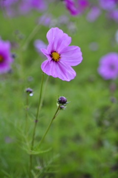 雨と秋桜