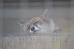  SleepingFox