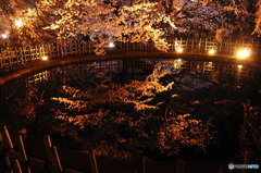 夜桜