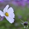 after the rain