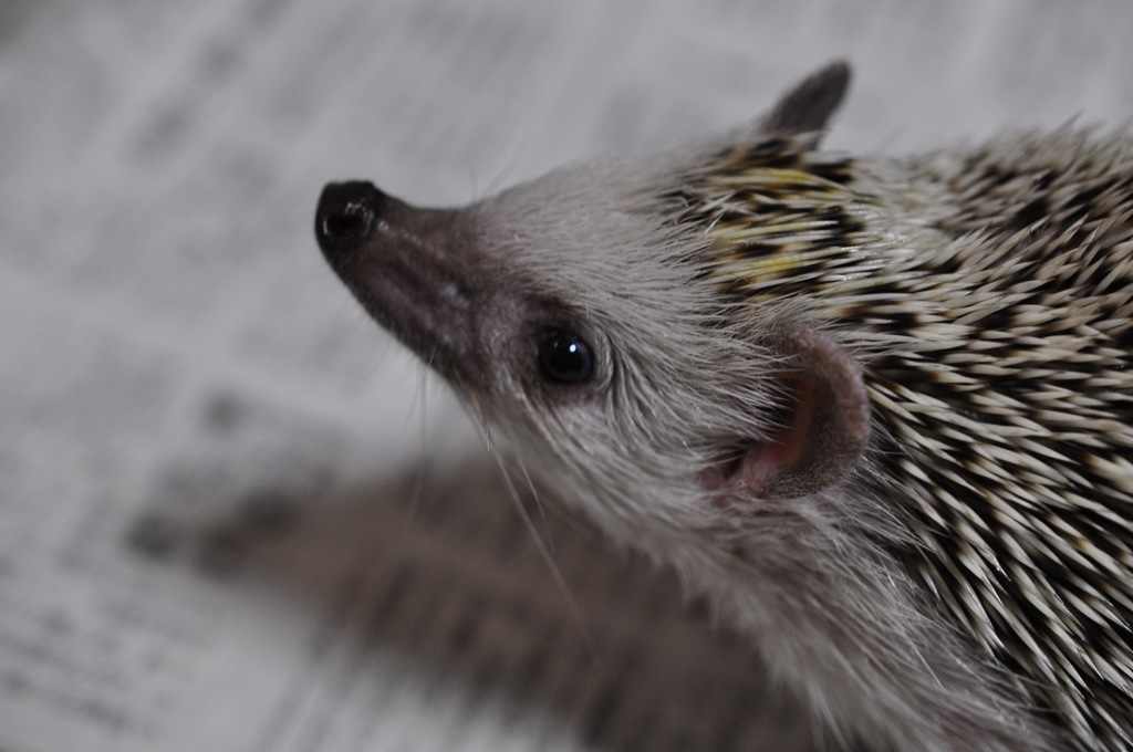 Hedgehog