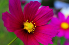 blooming proudly