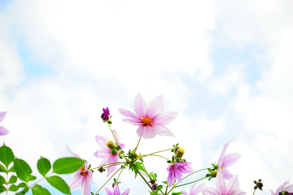 gaze up to the sky