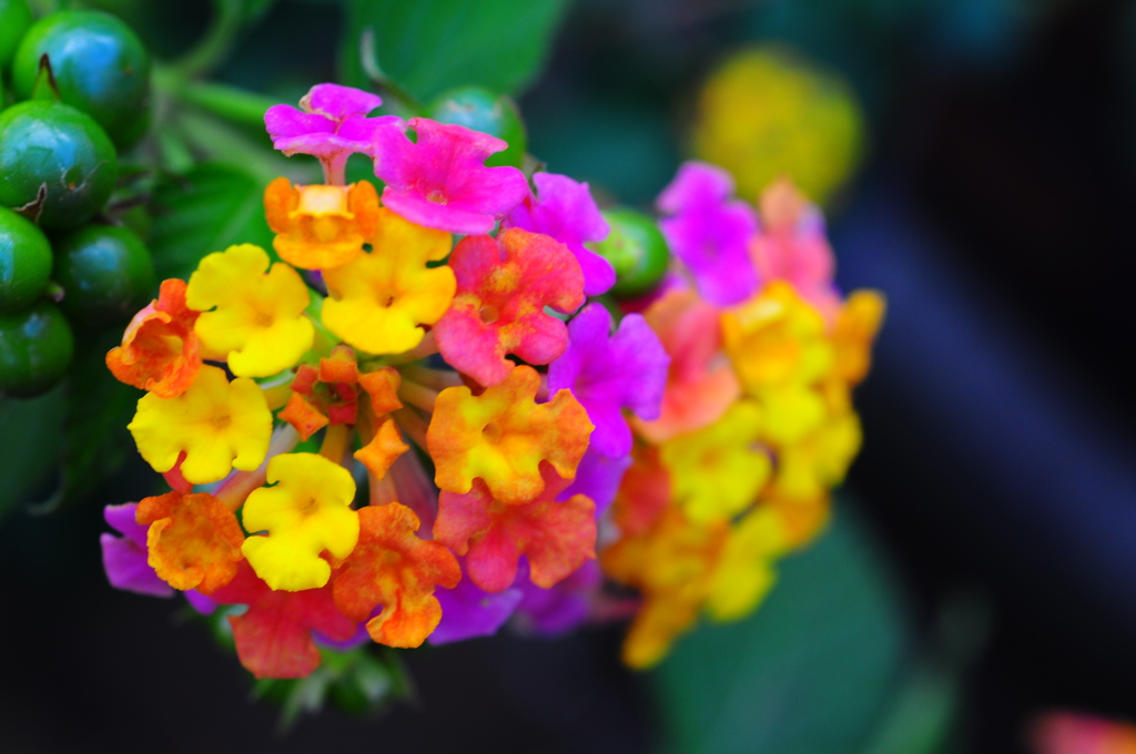 【pompon】