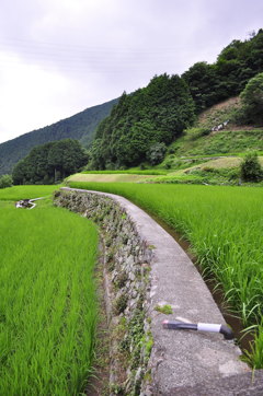 棚田の畦道