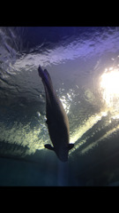 look up at the fish