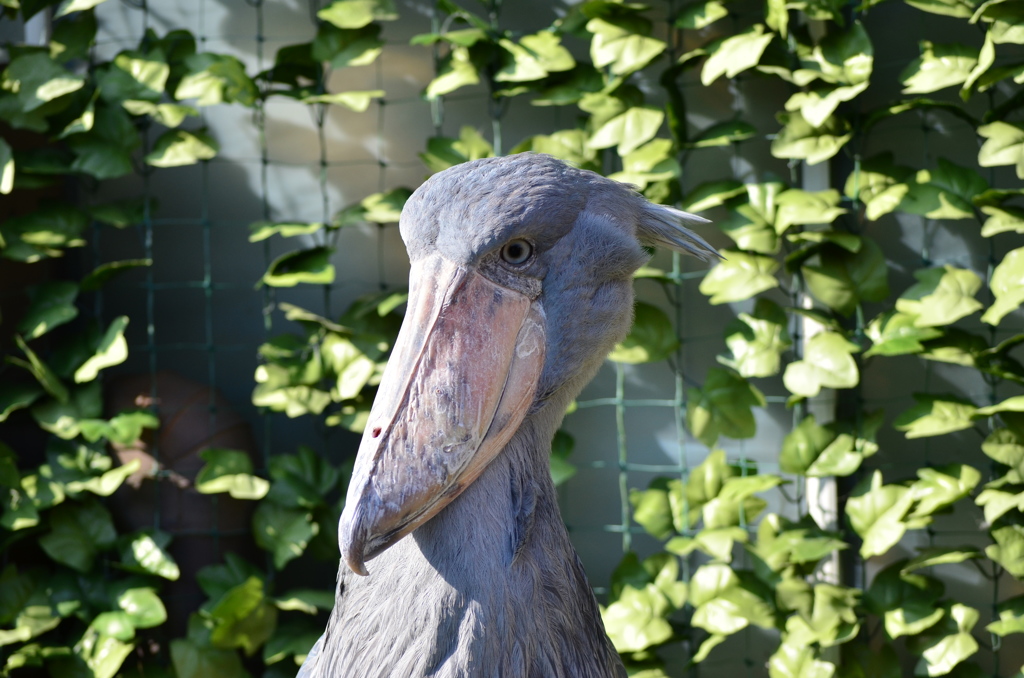 ペリカン目