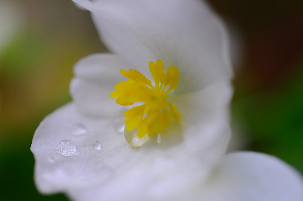 rainy day   White