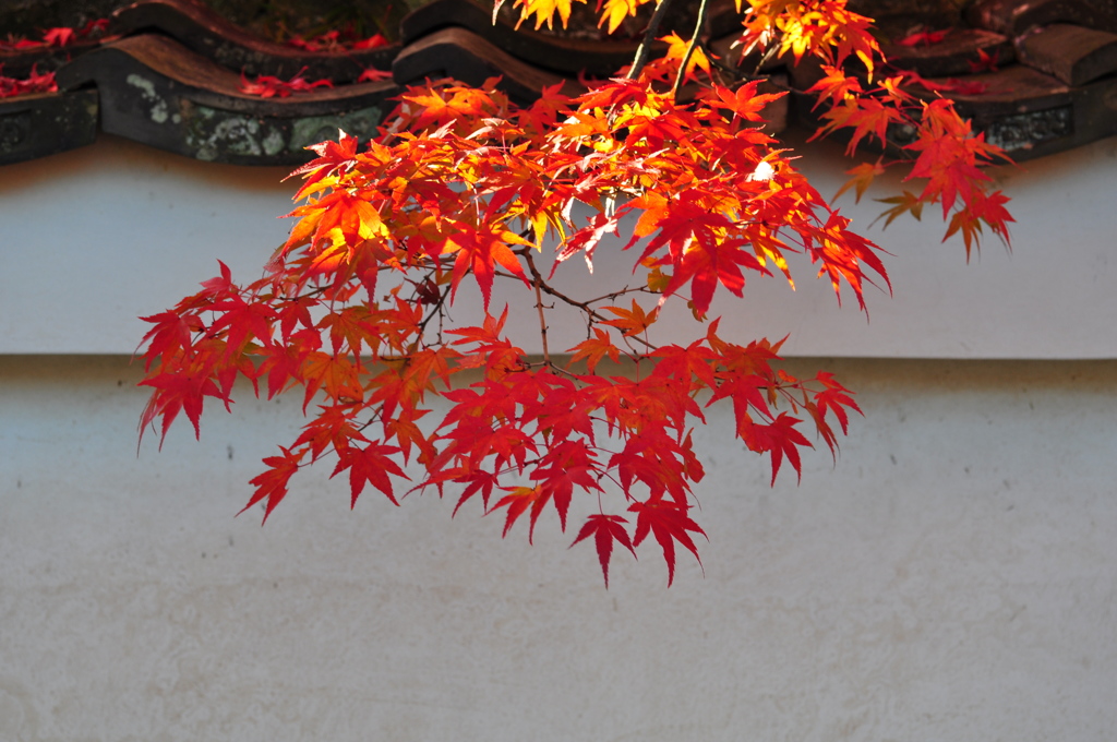 白壁と紅葉