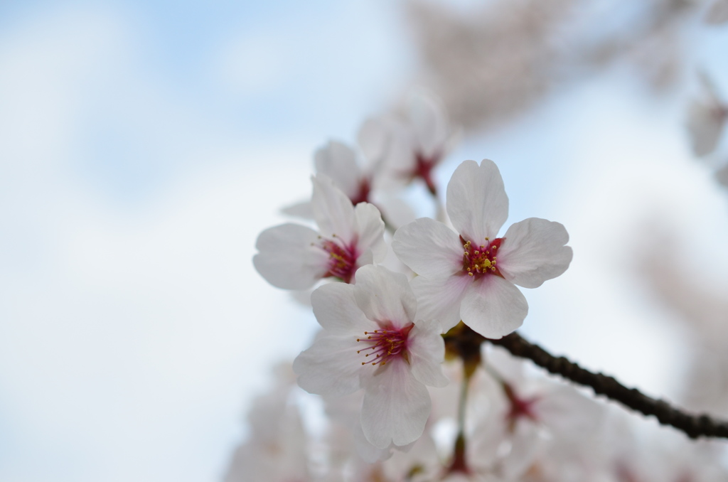 曇り桜