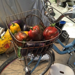 harvest