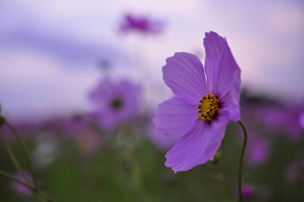 Gentle breeze