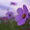 Gentle breeze