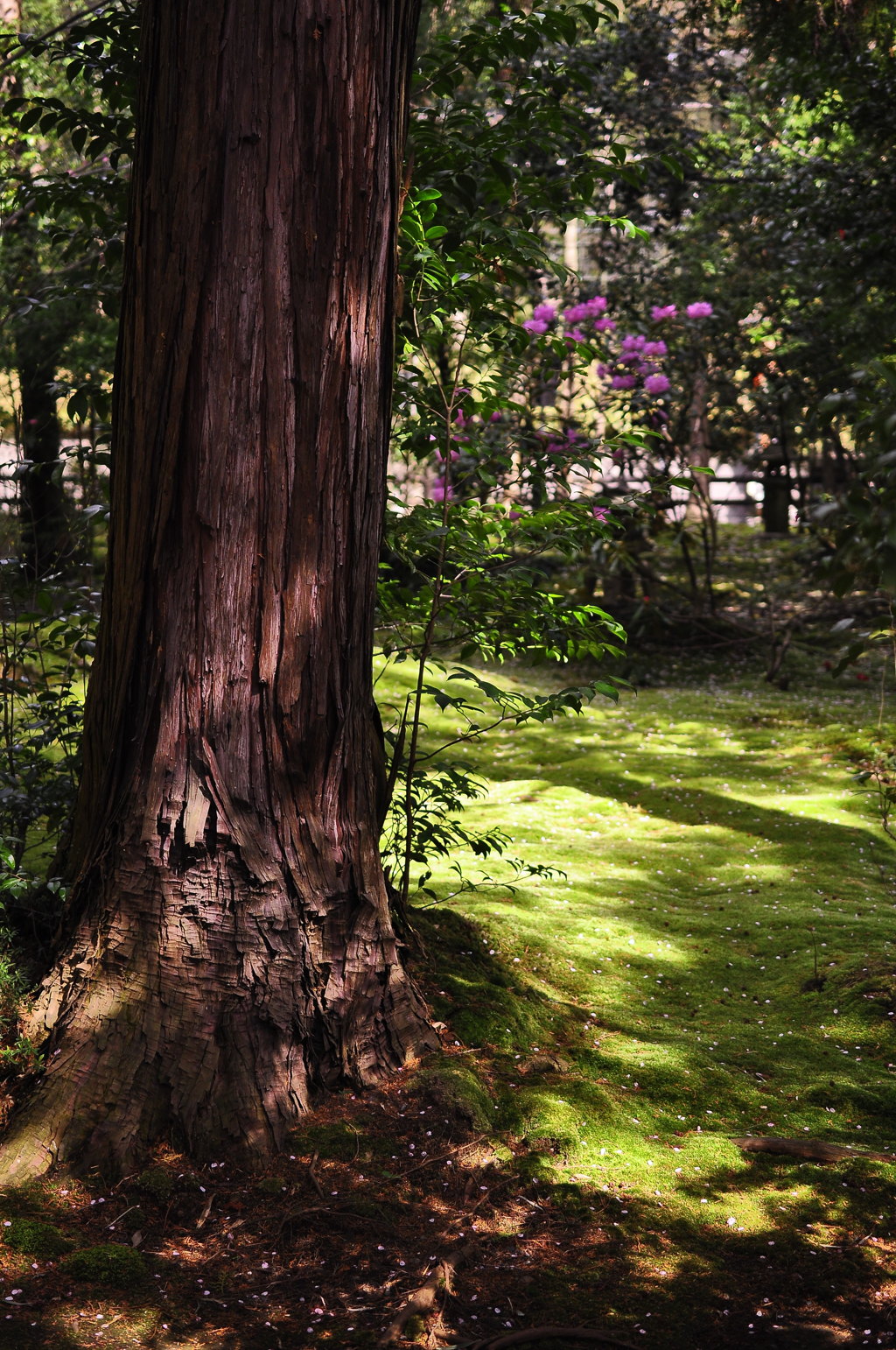 shadow of the tree