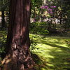 shadow of the tree
