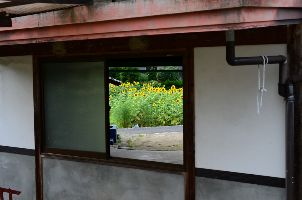 See the world through the window